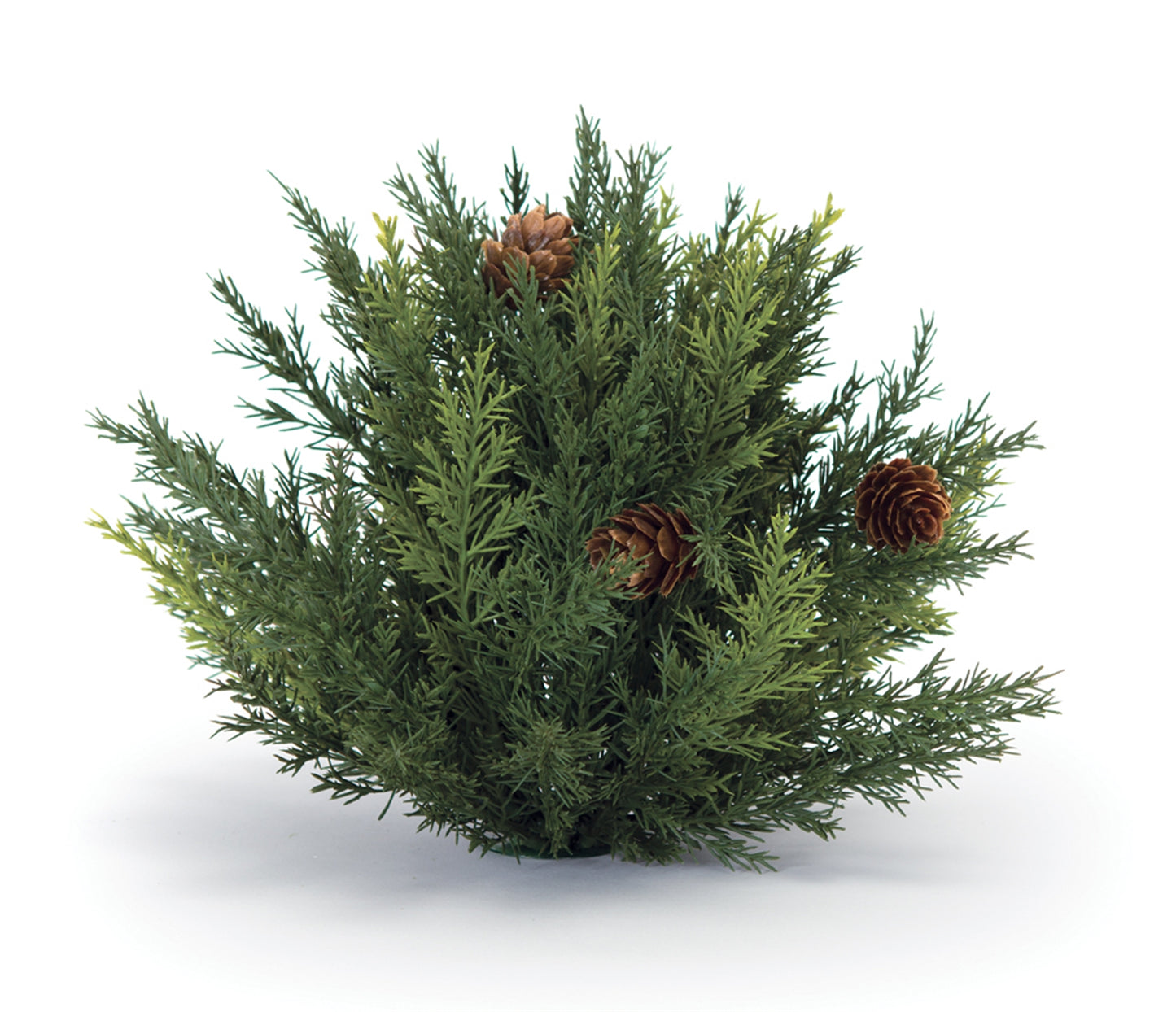 Arborvitae Half Orb 6.5"