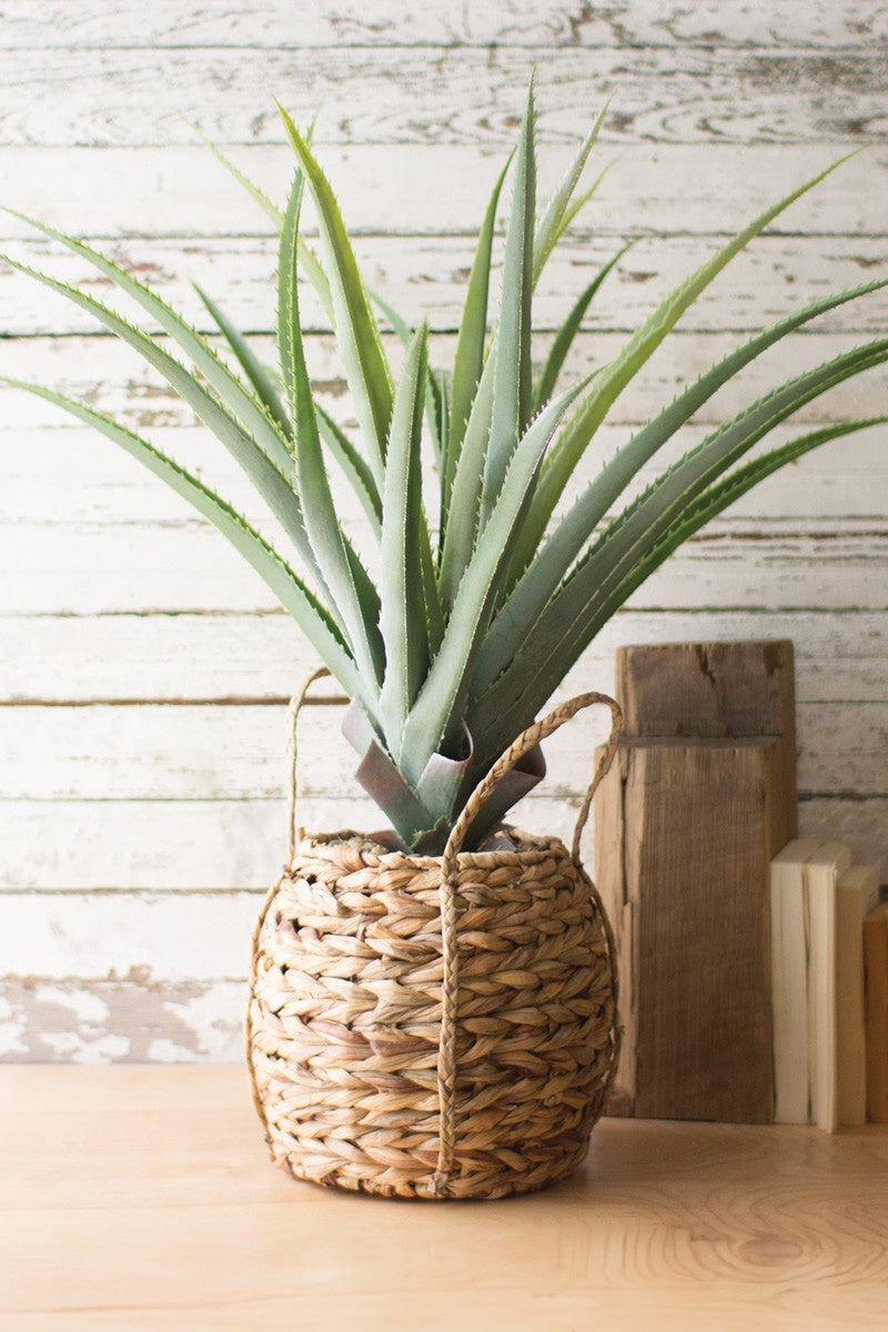 Aloe Woven Seagrass Pot