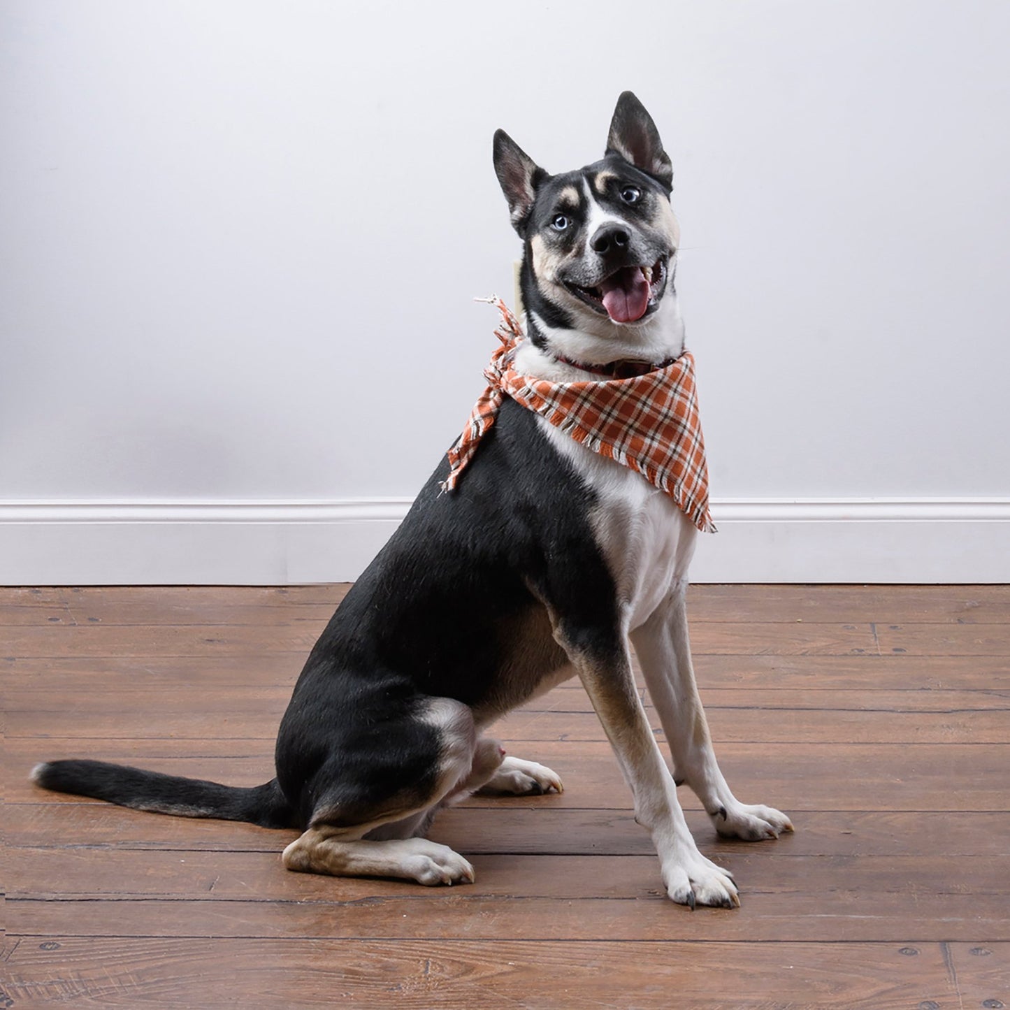 Pet Bandana Lg Fall