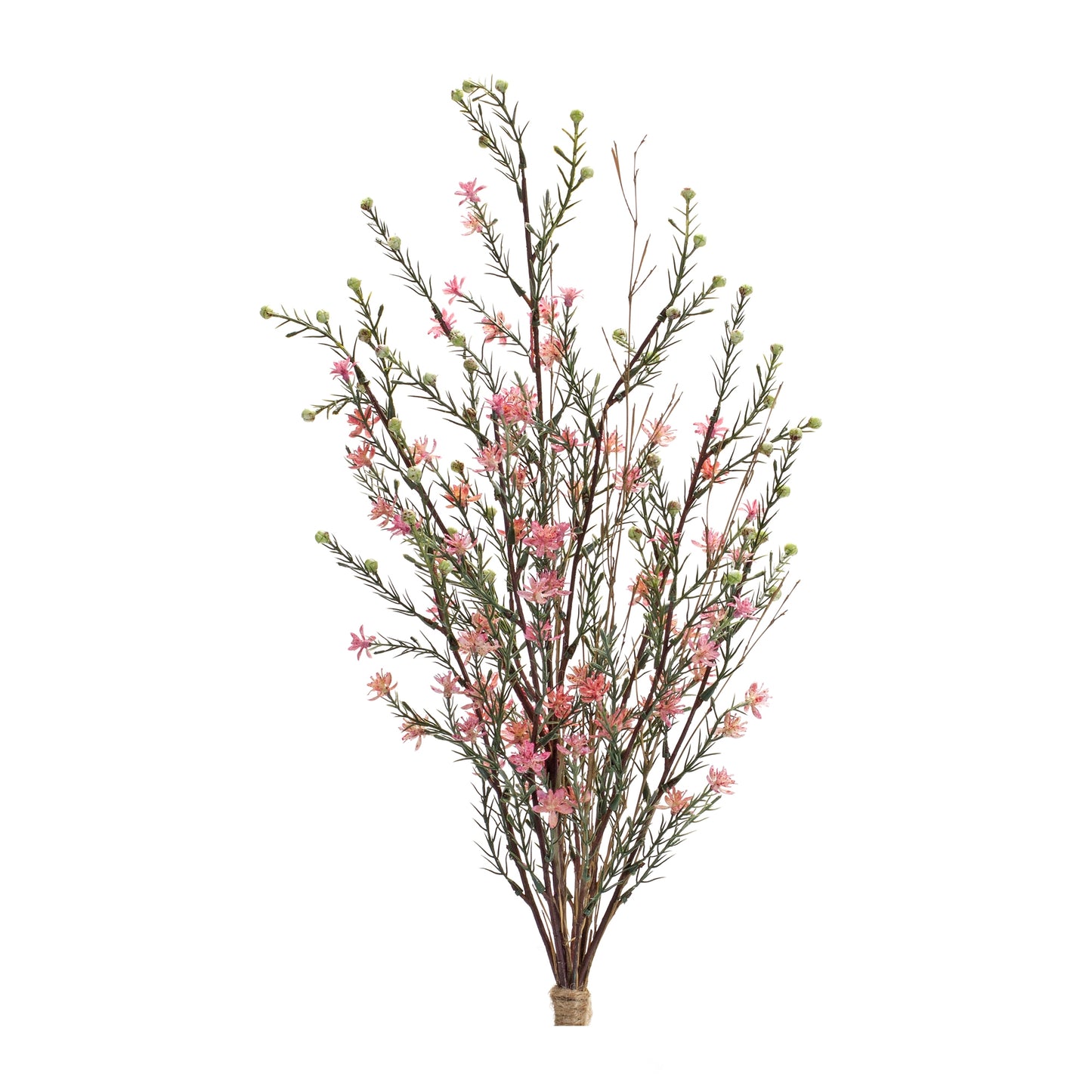 Leptospermum Bundle 26"