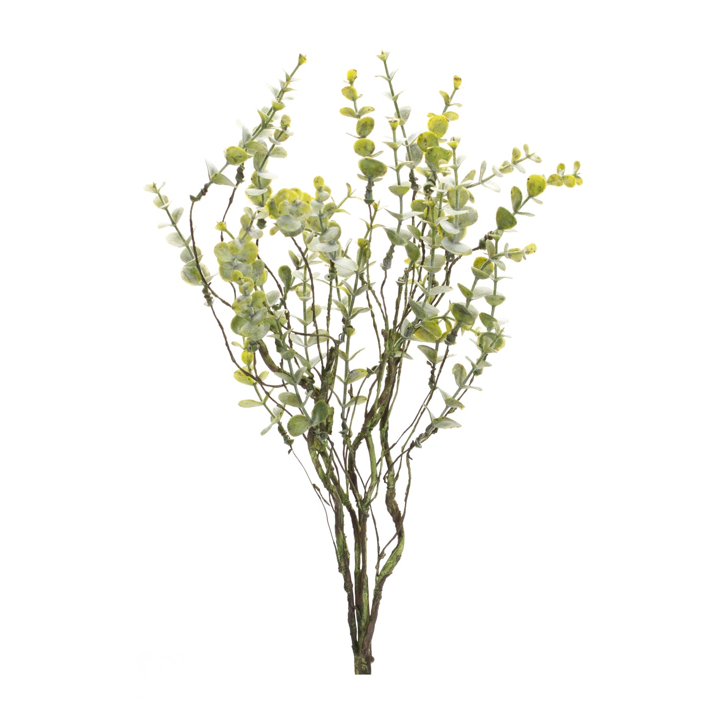 Boxwood Spray