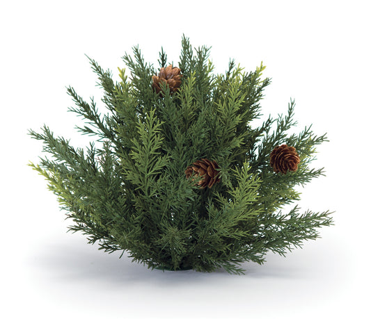 Arborvitae Half Orb 6.5"