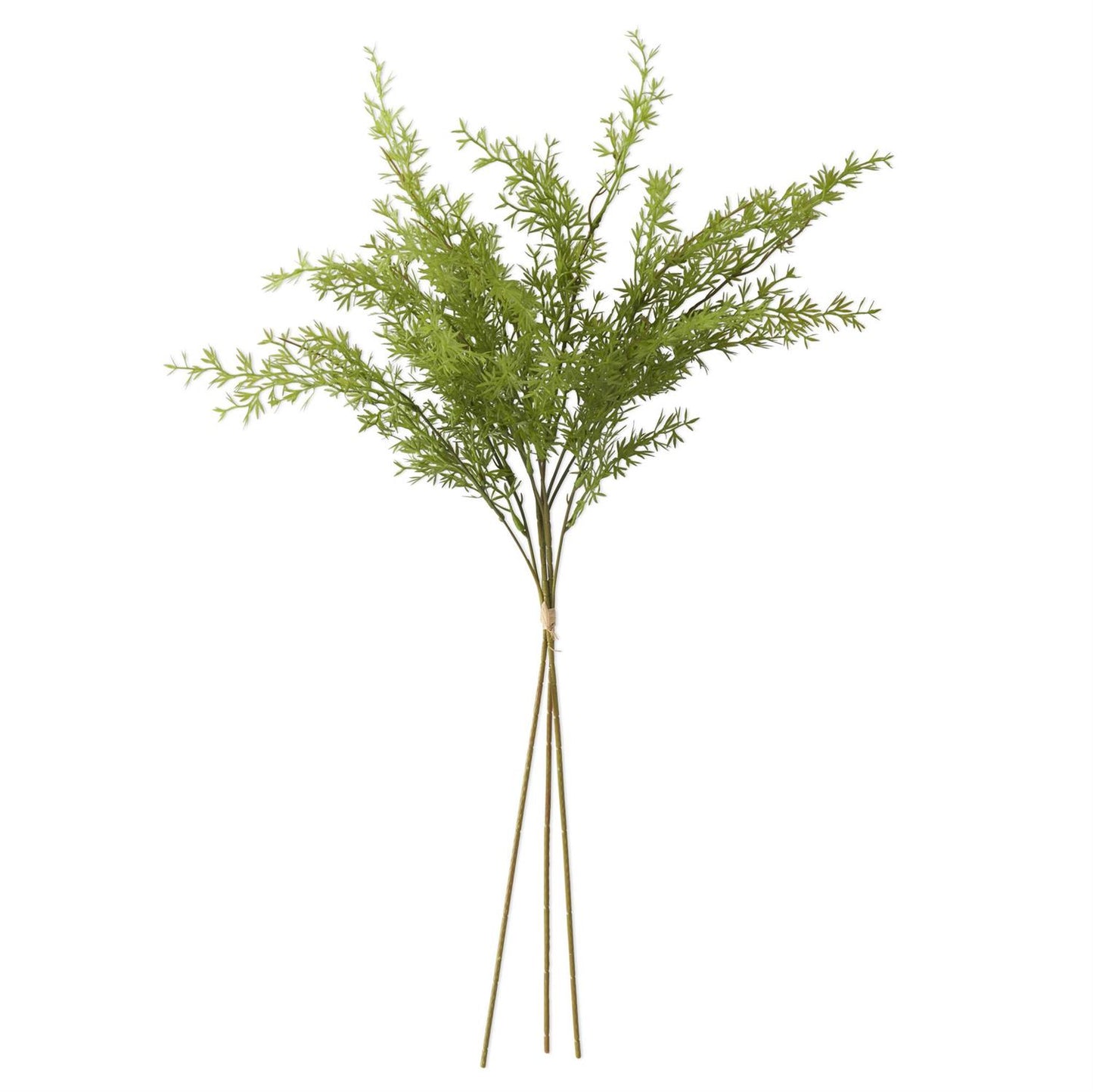 27" Water Sprite Fern Bundle