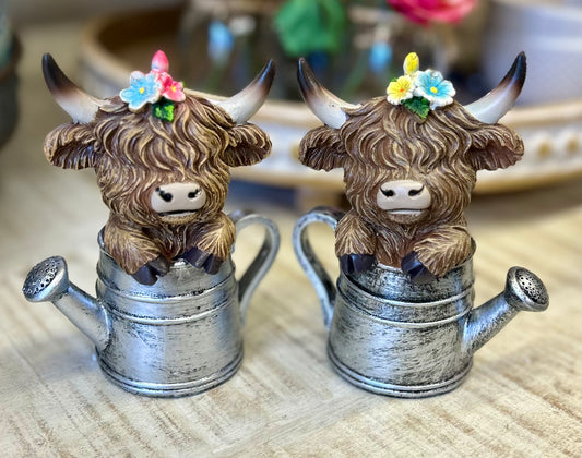 Highland Cow in Watering Can