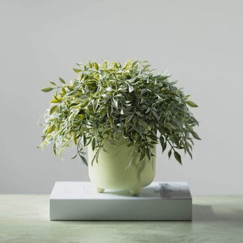Ruscus Orb
