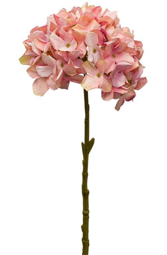 Pink Hydrangea