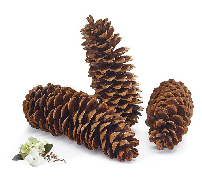 Pinecone Natural