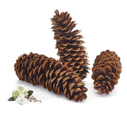 Pinecone Natural