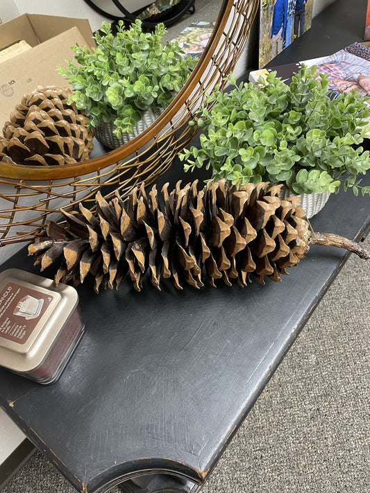 Pine Cone