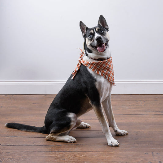 Pet Bandana Lg Fall